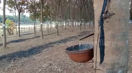 Cambodia makes 187 mln USD from rubber exports in H1