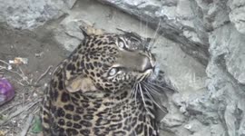 Cheetah rescued out of well with cunning live goat trap