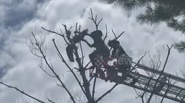 Osprey trapped in treetop is rescued by firefighters in Virginia