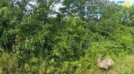 Police chase runaway emu through field in Ohio