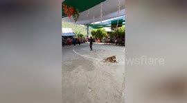 World's oldest tattoo artist, 106, gracefully bursts into tribal dance at relative's wedding in the Philippines
