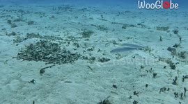 Scuba diver catches rare sight of gorgeous Sand Tilefish DISAPPEARING into sand