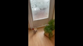 Kitten Explores The Native House Flora