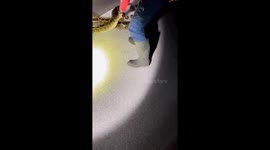Record-breaking capture: the world's longest Burmese python defeated on US41