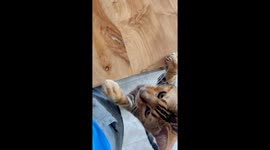 Cat Squeaks And Sits For Cheese