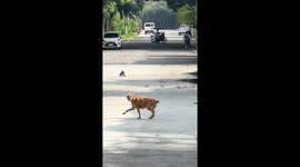 Bird Bothers Stray Dog