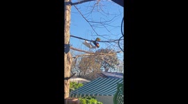 Australian native corella bird tries to show who’s boss over rainbow lorikeet.
