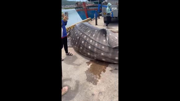 Giant whale shark weighing 2 tons washes up on beach in Vietnam - Buy