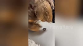 Pet dog confused by Apple logo on laptop and repeatedly scratches it