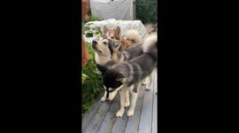 Our Three Lively wolf like Alaskan Malamutes like to PYO raspberries in our garden