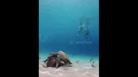 Sea Turtles Nibble On Discarded Shark Head