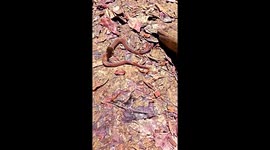 Gokra snake was very poisonous. So it had to be killed The gokhra snake is very small in size.Poisonous snake