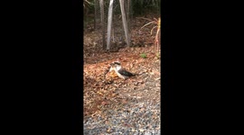 Kookaburra Takes Lunch To Go