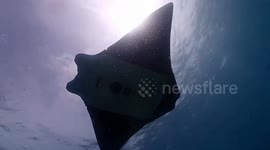 Manta ray-shaped bionic underwater vehicle used to monitor coral reef in S China