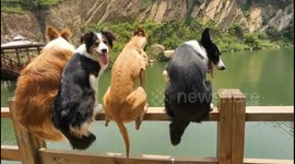 Dog tests: Who Will Pick Up the Toy in The Water in Qingdao, Shandong, China