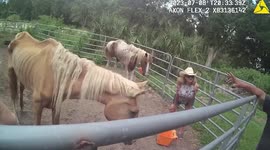 Seville Man Faces Felony Charges for Neglect and Euthanization of Horses In Medina County, OH, USA