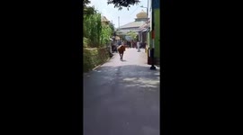 Raging cow causes chaos during Eid al-Adha in Belakang Padang, Indonesia