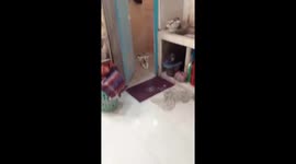 Bathroom bliss: Indonesian cat's unique way to beat the heat