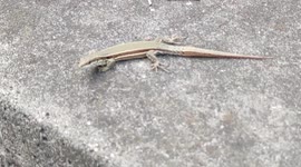 Urban wildlife in Paris suburb: Rare to get so close to a lizard without it being frightened. Poissy, France. 29 july 2023