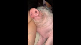 Sleeping Swine Softly Snores