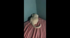 Unexpected Pat Causes a Leap