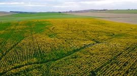 The bee themed Dorset Sunflower Trail 2023 at Dorchester in Dorset, Uk is open again for the summer holidays to raise money for charity.