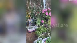 Explosive cucumbers native to Mediterranean and South America successfully grown in Yorkshire urban garden