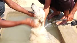 Palestinians spray stray dogs to cool down during heatwave at the Sulala Society for Training and Caring for Animals, in Gaza city.