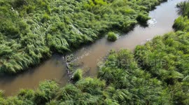 A Heron stands in a stream before taking flight across the wetlands.