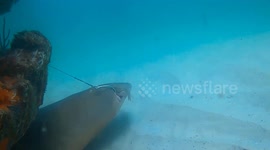 Scuba diver rescues shark hooked to artificial reef by its mouth