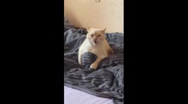 Quirky Yeti: cat asserts ownership over owner's resting foot in hilarious video!