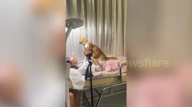 Pet cat keeps customer company while she has beauty treatment