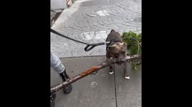Determined dog refuses to let go of HUGE branch double the size of him
