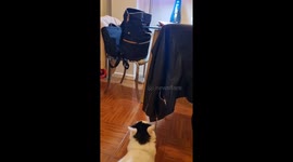 Cat burglar in Buenos Aires: feline filches cash and cuddles up!