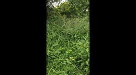 A snake find during my walk