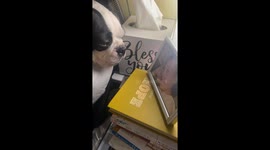 Boston Terrier Cries While Looking at Photo of Lost Loved One