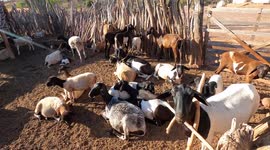 sheep in the countryside of the city of Canto do Buriti Piauí Brazil