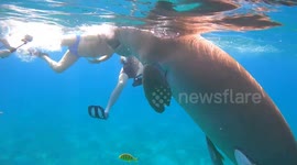 Diver gets up close look at animal that inspired tales of mermaids