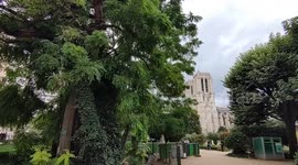 Oldest tree of Paris. The Robinier (False-Acacia). Next to the Notre-Dame de Paris Cathedral. 1 August 2023.  It has been enthroned in the 5th arrondissement of Paris for 420 years: the locust tree in the square René-Viviani is the oldest tree in the capi