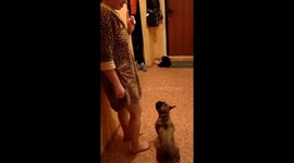 Playful and obedient: Khryapa's impressive 'swim' command!