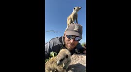Man stunned as MEERKATS take over his head and refuse to move