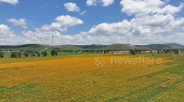 Farmers Harvest Marigold in Zhangjiakou, China