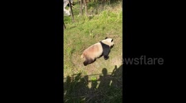 A Grass-skating Panda Is Having Fun In Hanzhong, Shaanxi, China