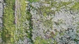 Police quickly spot bungling thief hiding in a field thanks to his high-visibility jacket