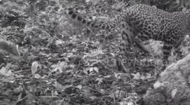 Female leopard walks past camera trap in rare sighting on Thai mountain