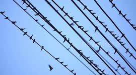 Thousands of Swallows Gather on Electric Wires in Nanning, China