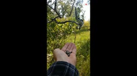 'The pecking order!' - Wild birds display unreal patience while waiting their turns to get fed