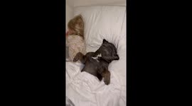 French Bulldog first time ever sees the sea after 6 years, his first holiday