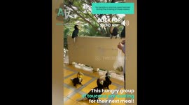 Gang of Toucans Look For Food