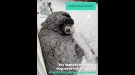 Dog Loves Laying in Snow!